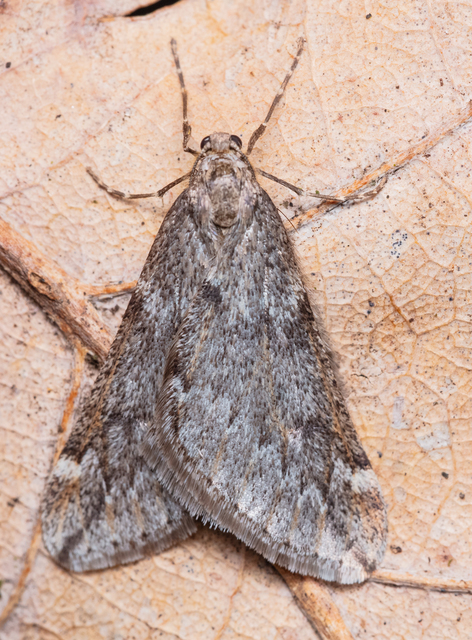 Alsophila aescularia - vadgesztenye-araszoló