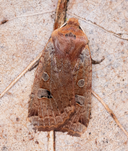 Conistra erythrocephala - vörösfejű őszibagoly