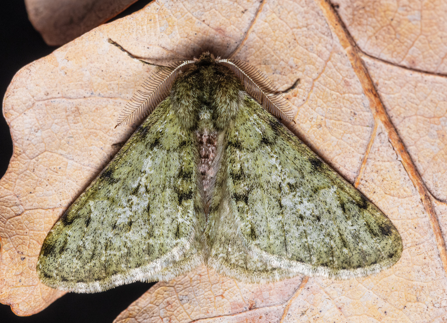 Apocheima pilosaria - zöldes tavasziaraszoló