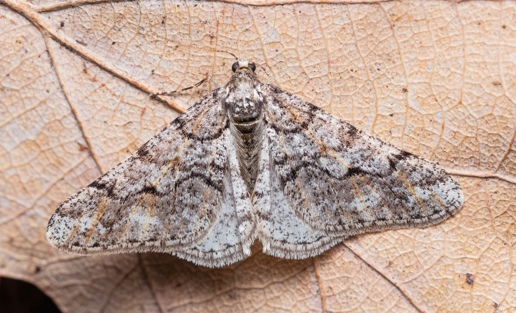 Agriopis leucophaearia - tölgy-tavasziaraszoló