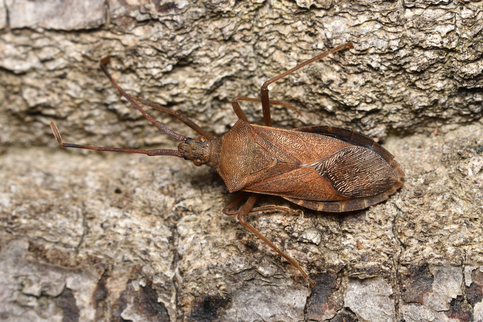 Gonocerus acuteangulatus - aranypetés karimáspoloska