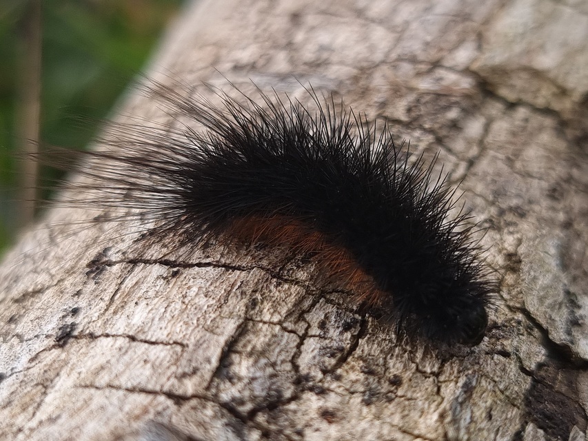 Hyphoraia aulica - barna medvelepke
