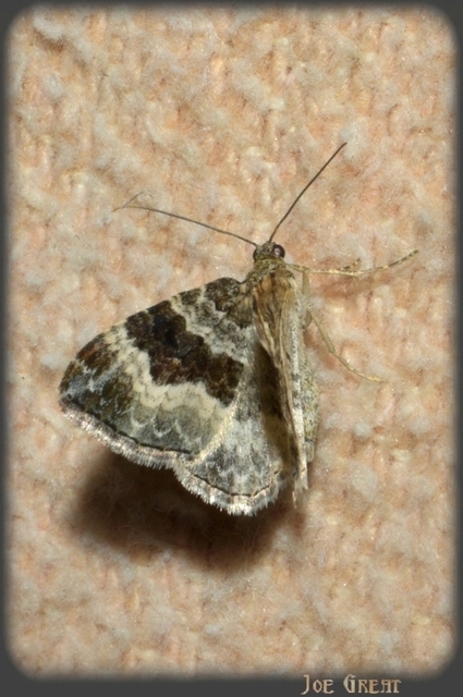 Epirrhoe alternata - galaj-tarkaaraszoló