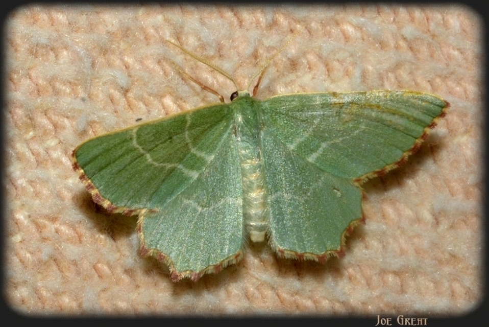 Thalera fimbrialis - csipkésszélű zöldaraszoló