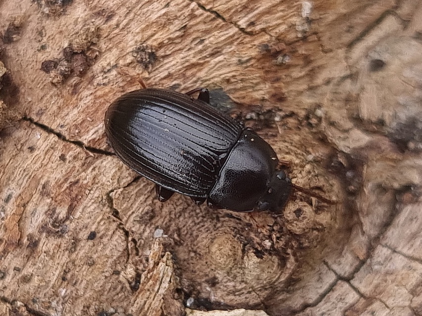 Nalassus dermestoides - rövidszárnyú gyászbogár