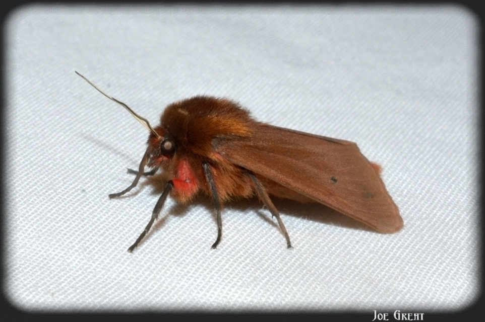 Phragmatobia fuliginosa - füstös medvelepke