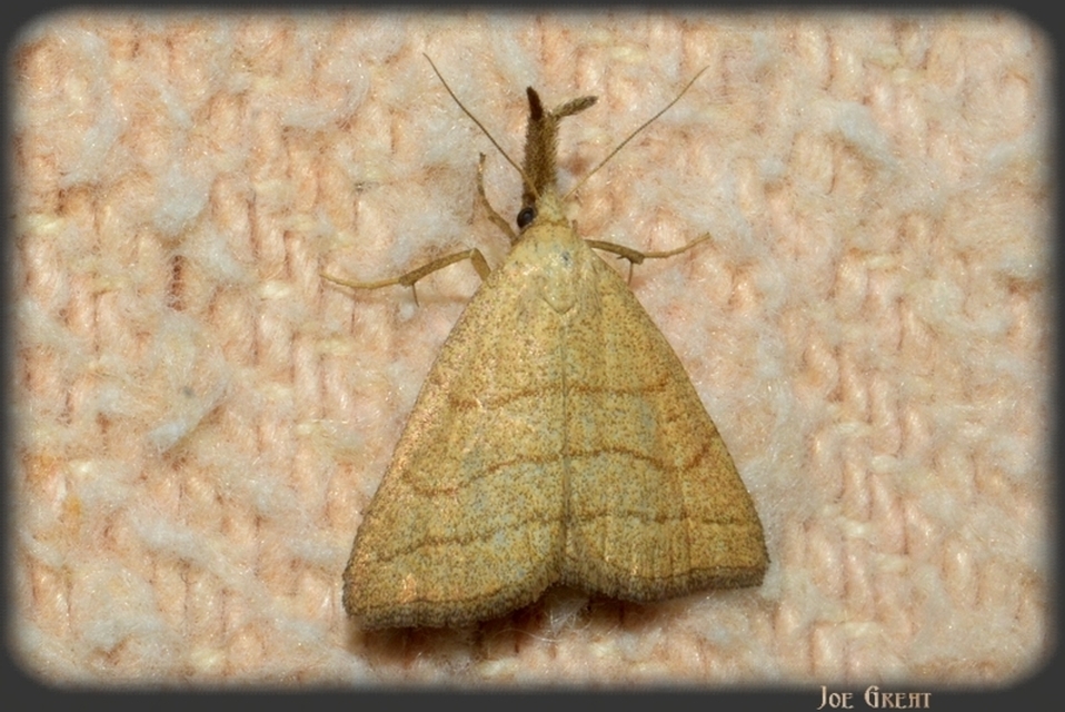 Polypogon tentacularia - sötétaljú karcsúbagoly