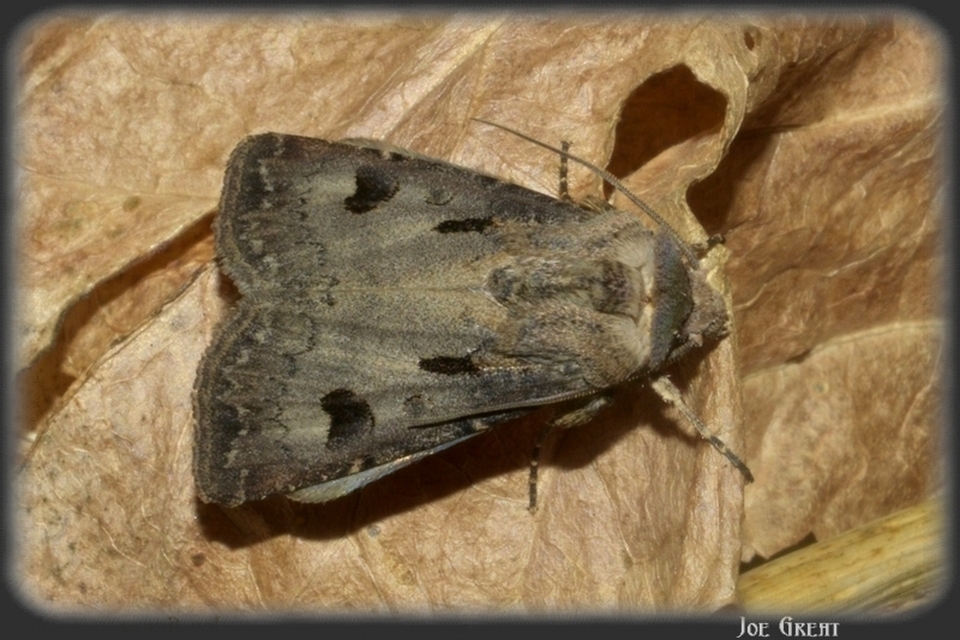 Agrotis exclamationis - felkiáltójeles földibagoly