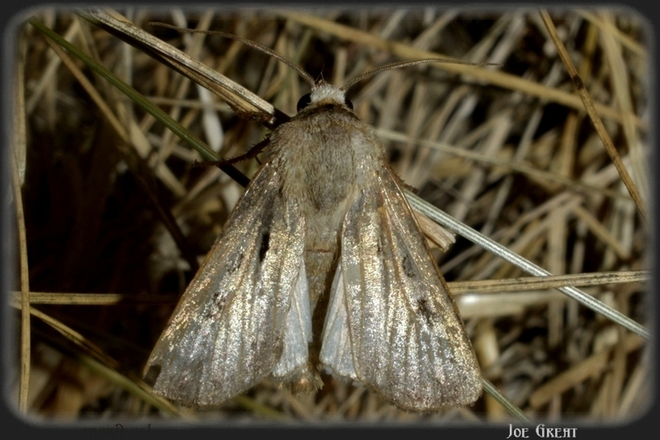 Agrotis exclamationis - felkiáltójeles földibagoly
