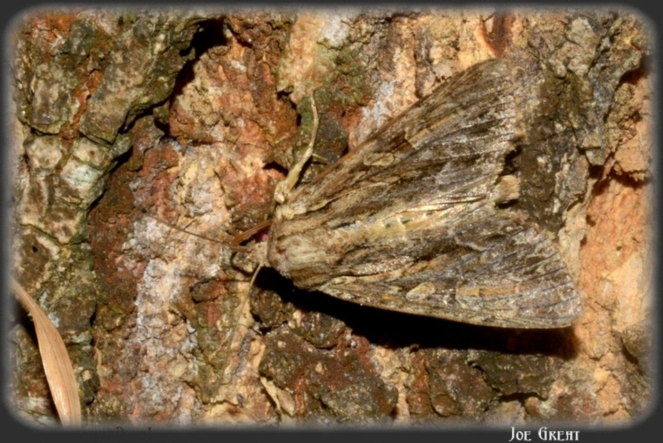 Apamea monoglypha - nagy dudvabagoly