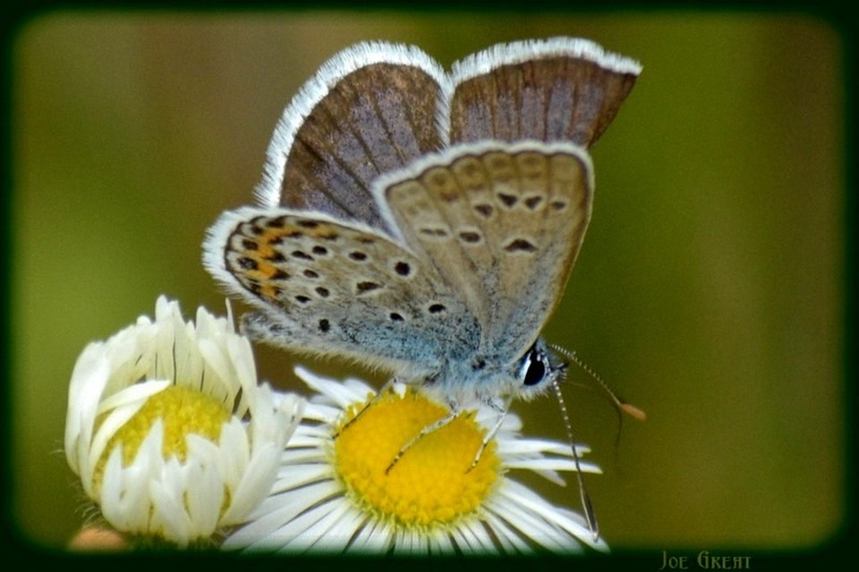 Plebejus argus - ezüstös boglárka