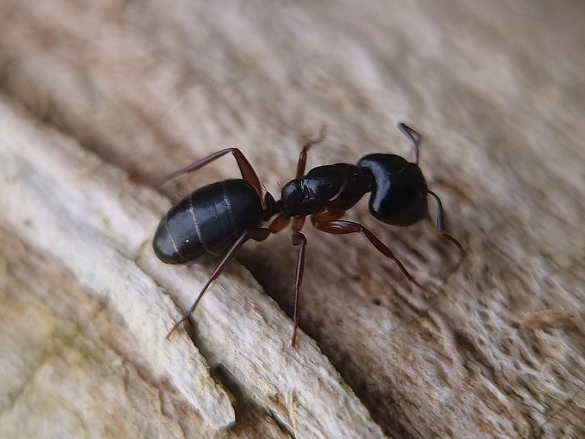Camponotus fallax - ligeti lóhangya