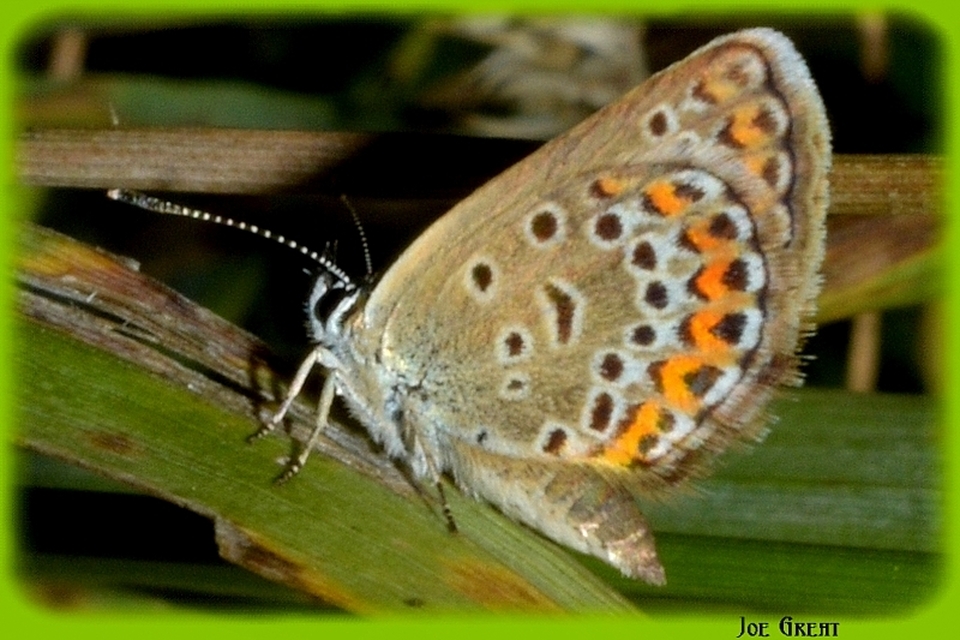 Plebejus argus - ezüstös boglárka