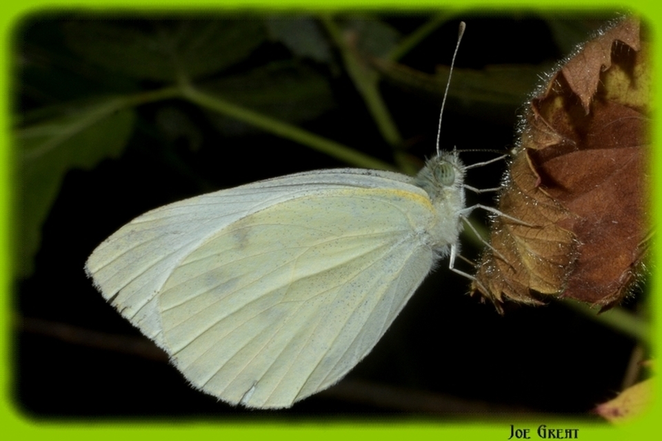 Pieris rapae - répalepke