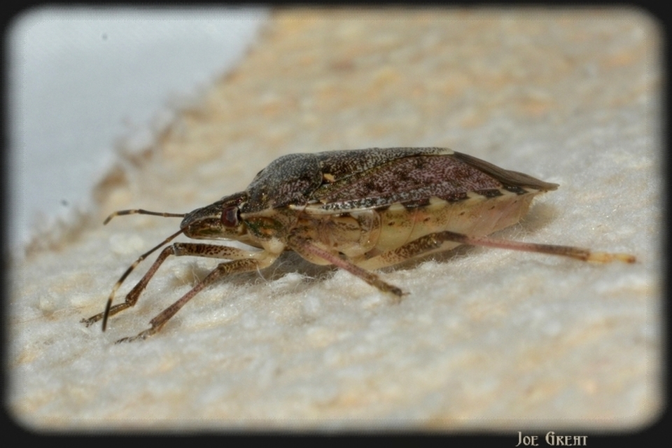 Halyomorpha halys - ázsiai márványospoloska