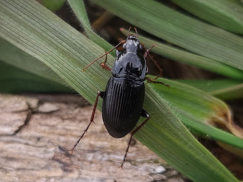 Calathus fuscipes - sokpontos tarfutó