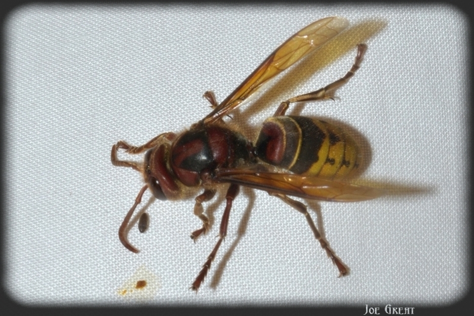 Vespa crabro - lódarázs