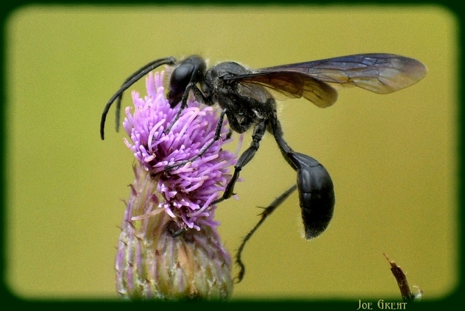 Isodontia mexicana - mexikói fűdarázs