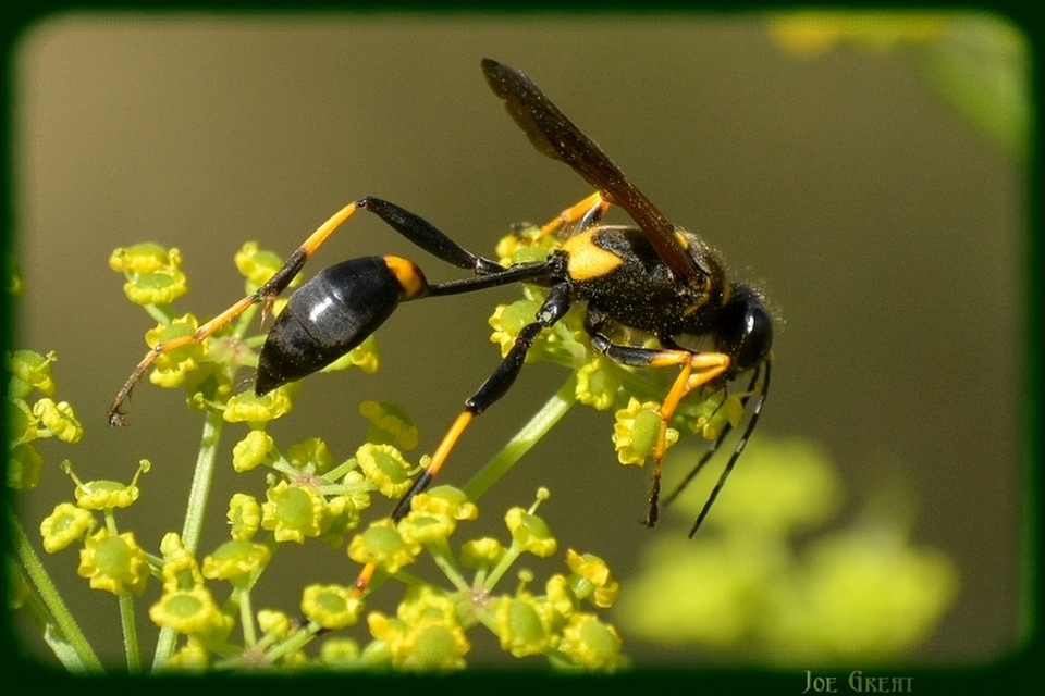 Sceliphron caementarium - feketenyelű lopódarázs