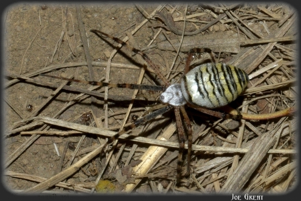 Araneae - Pókok