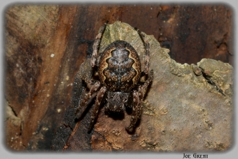 Araneae - Pókok
