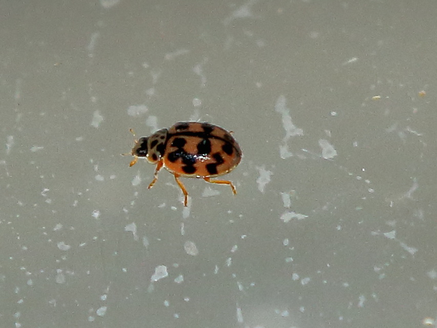 Oenopia conglobata - rózsás katica