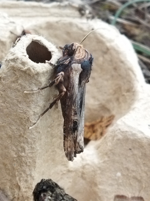 Xylena exsoleta - szürke fabagoly