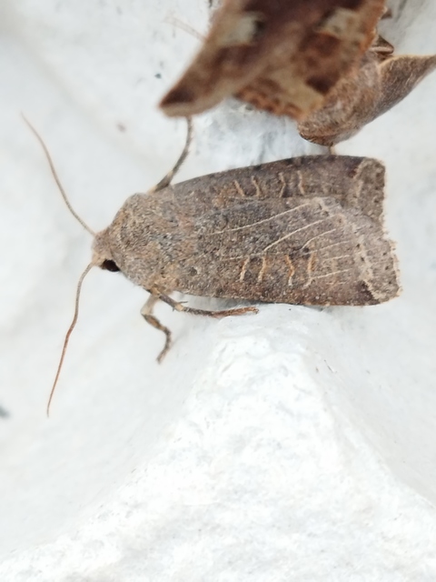 Conistra veronicae - veronika-őszibagoly