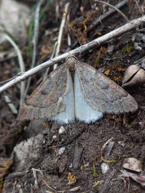 Theria rupicapraria - tavaszi kökényaraszoló