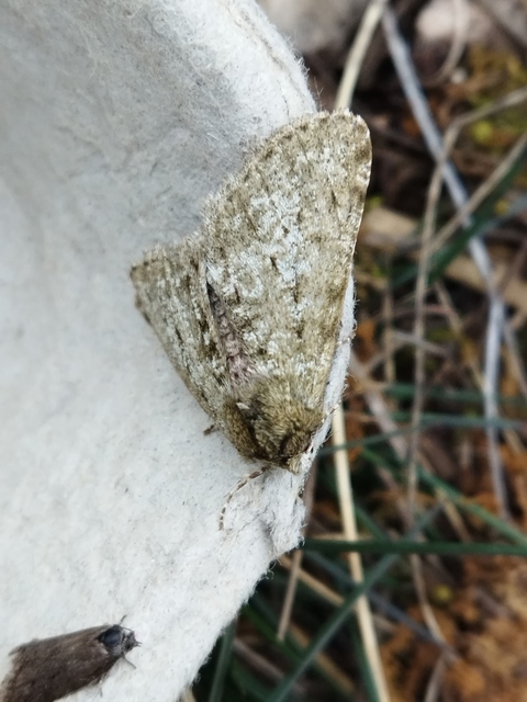 Apocheima pilosaria - zöldes tavasziaraszoló