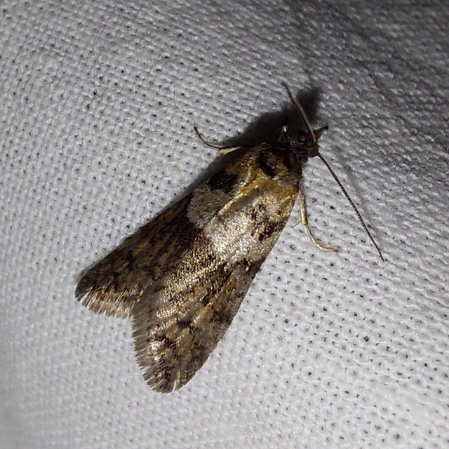 Tortricodes alternella - tavaszi sodrómoly
