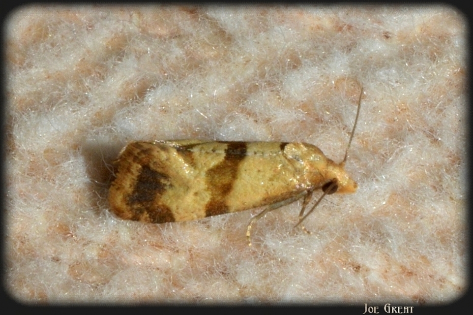 Phalonidia contractana - pipitér-fúrómoly