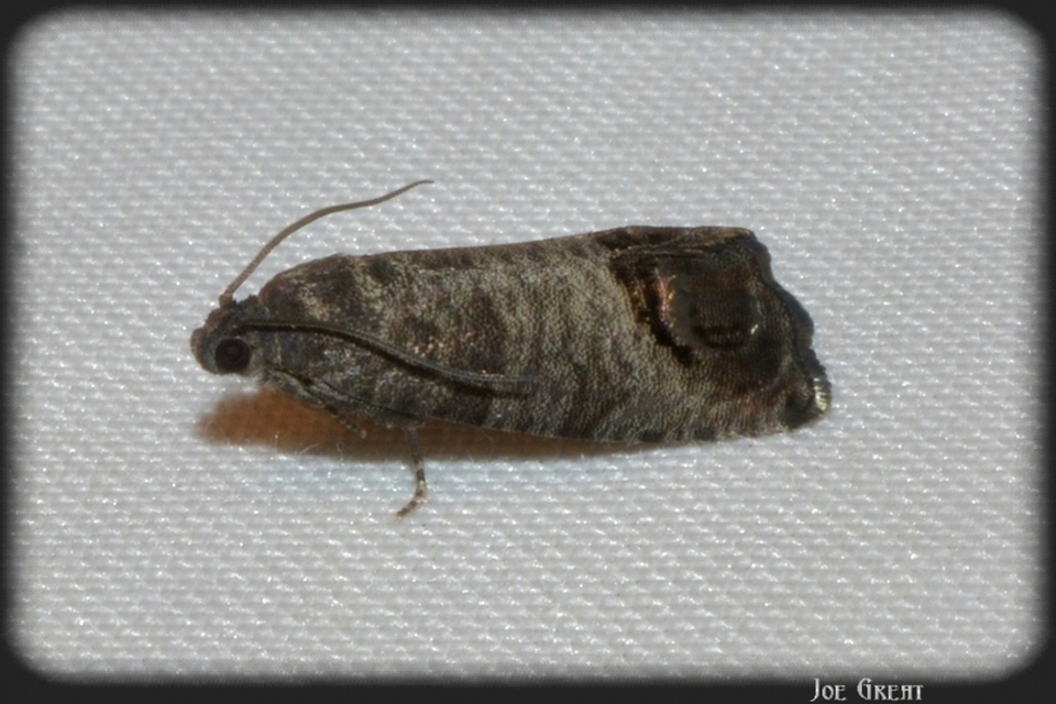 Cydia pomonella - almamoly