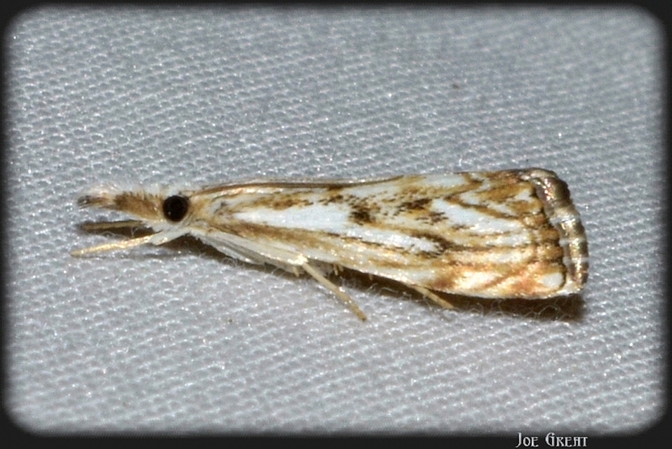 Catoptria falsella - hálós fűgyökérmoly