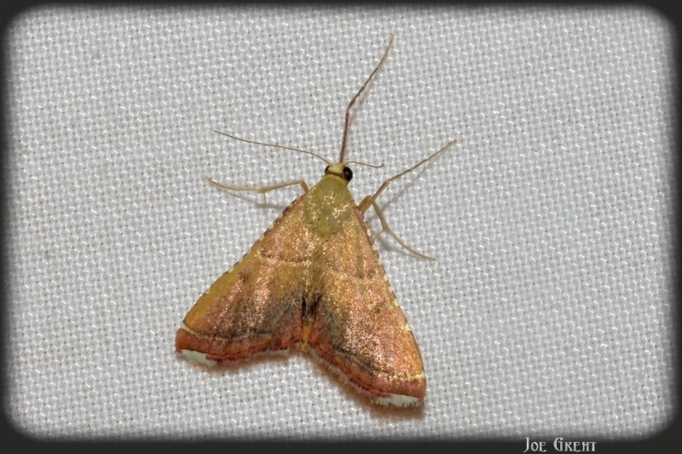 Endotricha flammealis - tüzesszárnyú fényilonca