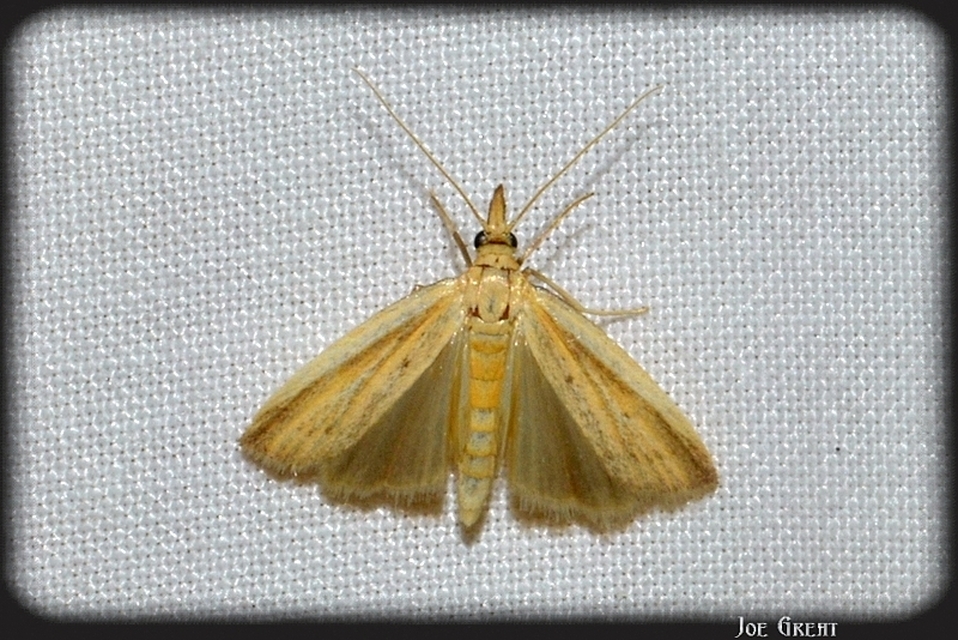 Pyralidae - fényiloncák
