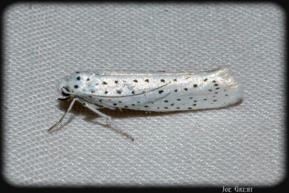 Yponomeuta