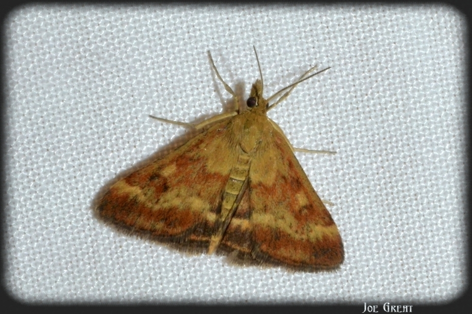 Pyrausta despicata - réti bíbormoly