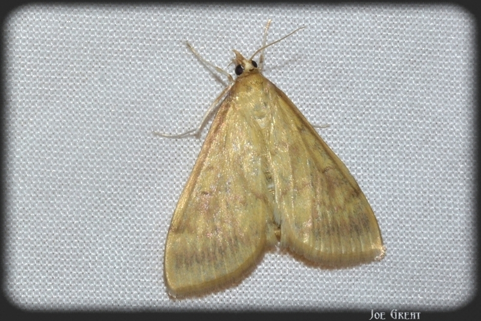 Ostrinia nubilalis - kukoricamoly