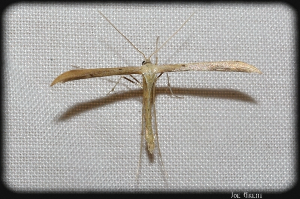 Pterophoridae - tollasmolyfélék