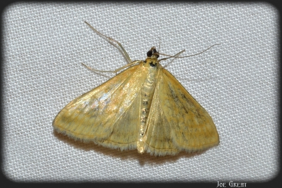 Sitochroa verticalis - világossárga dudvamoly