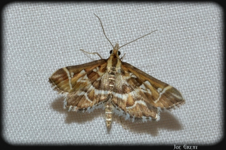 Diasemia reticularis - betűmintás tűzmoly