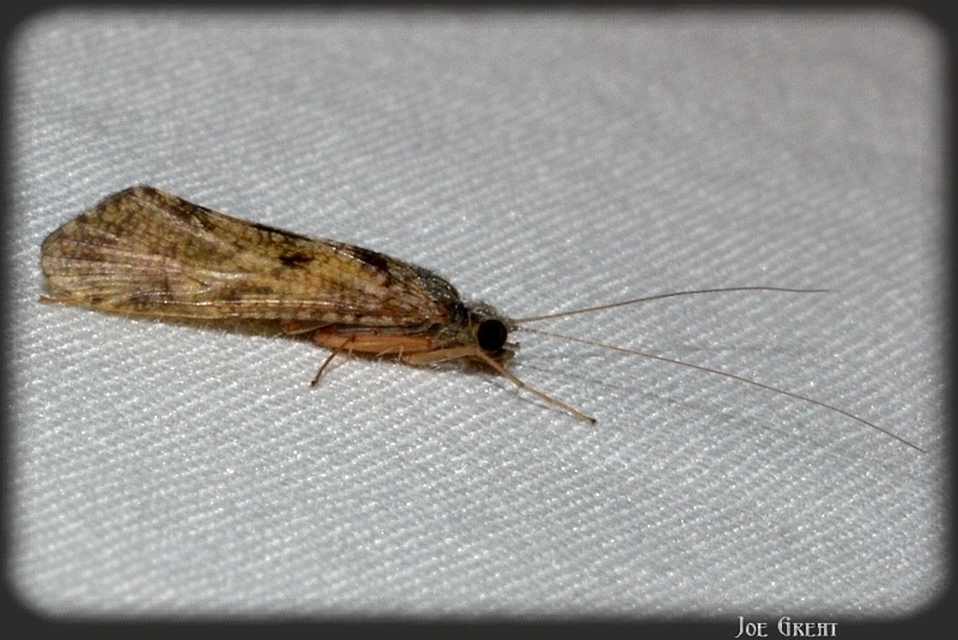Trichoptera - Tegzesek