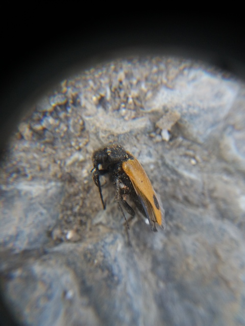 Apalus bimaculatus - kétfoltos élősdibogár
