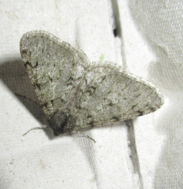Apocheima pilosaria - zöldes tavasziaraszoló