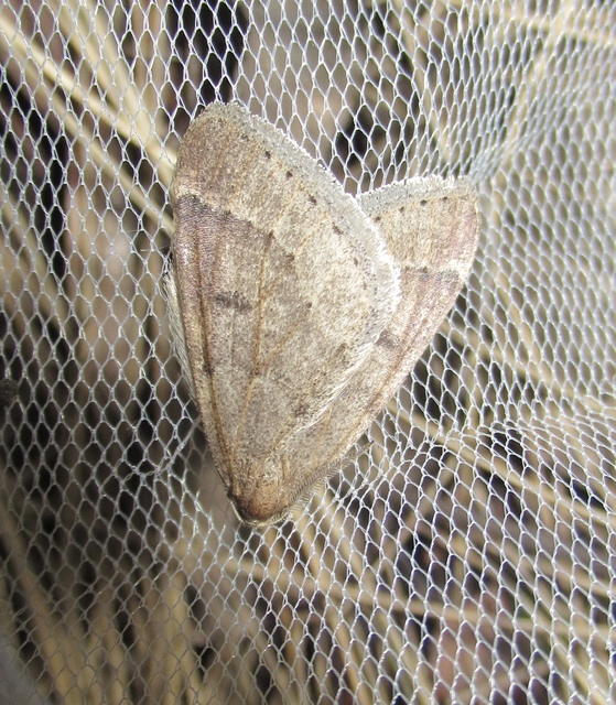 Theria rupicapraria - tavaszi kökényaraszoló
