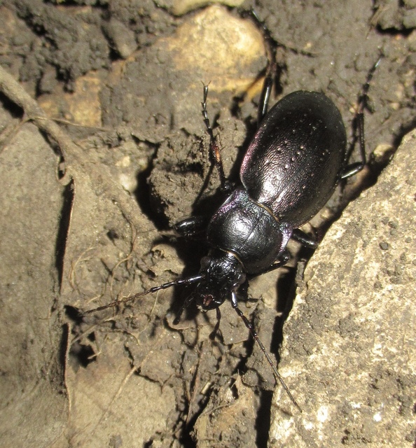 Carabus nemoralis - ligeti futrinka