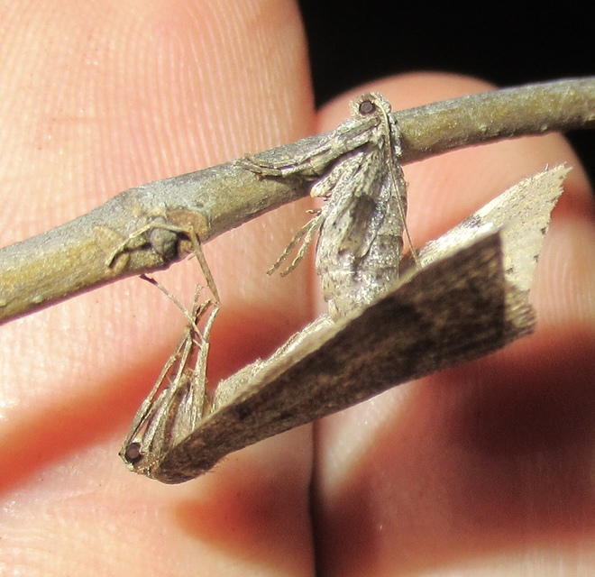 Theria rupicapraria - tavaszi kökényaraszoló