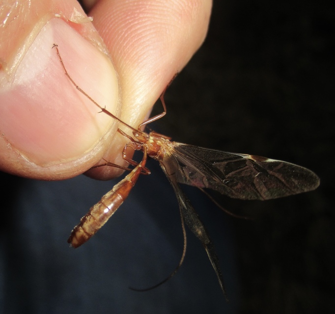 Ophion obscuratus