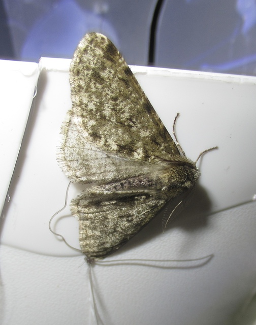 Apocheima pilosaria - zöldes tavasziaraszoló
